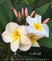 Plumeria rubra LJN22