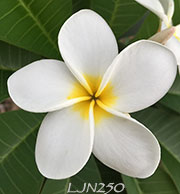 Plumeria rubra LJN250