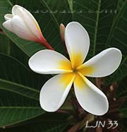 Plumeria rubra LJN33