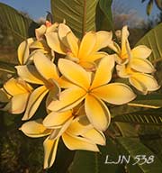 Plumeria rubra LJN538