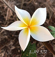 Plumeria rubra LJN572