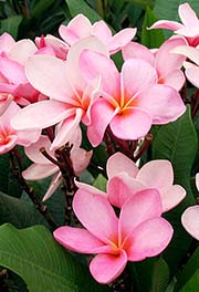 Plumeria rubra LOPBURI PINK