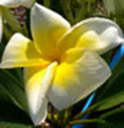 Plumeria rubra LUEANG MANAO