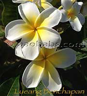 Plumeria rubra LUEANG BENCHAPAN