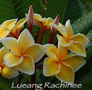 Plumeria rubra LUEANG RACHINEE