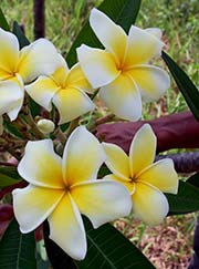 Plumeria rubra LUEANG SUPAN aka YELLOW SUPAN