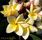 Plumeria rubra MOONLIGHT