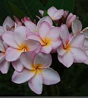 Plumeria rubra MUANG SARI