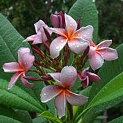 Plumeria rubra MUANG SENGYAM aka SANGAM VIOLET, SIAM LAVENDER, INDONESIAN VIOLET, BLUE CANYON, MUANG SA NGEAM