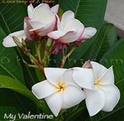 Plumeria rubra MY VALENTINE