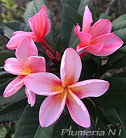 Plumeria rubra N1