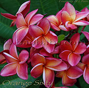 Plumeria rubra ORANGE SIXTY aka DULCEMIA , ORANGE 60, MAI TAI, 4108