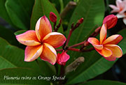 Plumeria rubra ORANGE SPECIAL