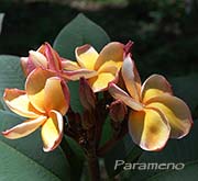 Plumeria rubra PARAMENO