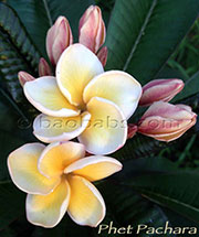 Plumeria rubra PHET PACHARA aka PACHARAPORN DIAMOND