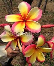 Plumeria rubra PHET PHAYARAE aka BRAZIL