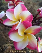 Plumeria rubra PINK PANSY THAI