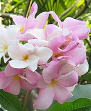 Plumeria PINK PUDICA aka SRI SUPA KORN, SRISUPAKORN