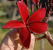 Plumeria rubra POPS RED