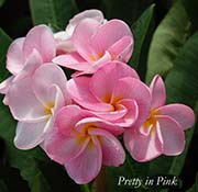 Plumeria rubra PRETTY IN PINK