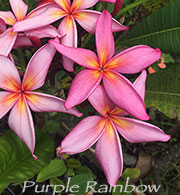 Plumeria rubra PURPLE RAINBOW aka MUANG SAIRUNG , VIOLET RAINBOW, VIOLET STAR