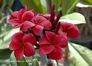 Plumeria rubra R03