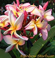 Plumeria rubra RAINBOW STARBURST