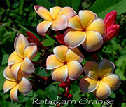 Plumeria rubra RATIGKARN ORANGE