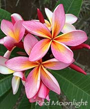 Plumeria rubra RED MOONLIGHT