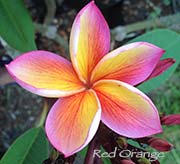 Plumeria rubra RED-ORANGE aka X*JL RED-ORANGE, BLOODY MARY