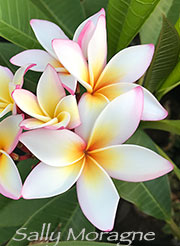 Plumeria rubra SALLY MORAGNE