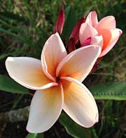 Plumeria rubra SALMON KHAO aka BROWN WHITE