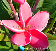 Plumeria rubra SEXY PINK