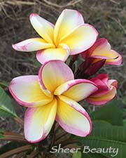 Plumeria rubra SHEER BEAUTY aka 4437, THAI DANE, NEW HYBRID, GOLDEN UNICORN, P6