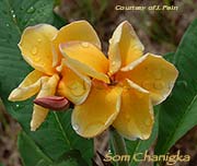 Plumeria rubra SOM CHANIGKA aka CHANIGKA ORANGE