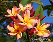 Plumeria rubra SOM CHOROTON aka SOM CHORATON, ORANGE CHOROTON, SOMCHALOTHORN, ORANGE CHALOTHORN