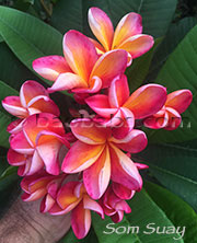 Plumeria rubra SOM SUAY