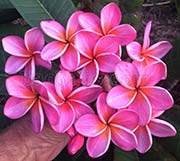 Plumeria rubra STAR RUBY