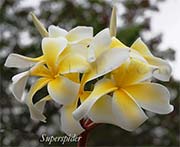 Plumeria rubra SUPERSPIDER