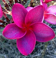 Plumeria rubra THAI SILK LUCITE  aka THAI SILK VIOLET