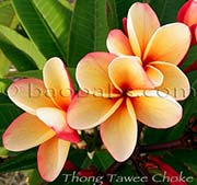 Plumeria rubra THONG TAWEE CHOKE aka  TONG TAVEE CHOC