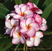 Plumeria rubra TORNADO aka THAI TORNADO , 4606