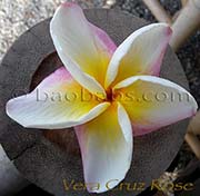 Plumeria rubra VERA CRUZ ROSE