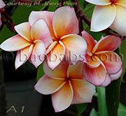 Plumeria rubra ANGEL CROWN aka X*A1,ANGEL CROWN