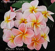 Plumeria rubra BUN YEN aka BOON YEN, BANYEN