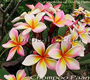 Plumeria rubra CHOMPOO PAAN