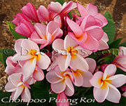 Plumeria rubra CHOMPOO PUANG ROI aka X*PUANG LODEHOM,DWARF WATERMELON, PUANG ROI, CHERRY CLUSTER, DWARF CHERRY CLUSTER , CHOMPU PUANG ROI, CHERRY CLUSTERS, DWARF CHERRY CLUSTERS , 100 FLOWERS, MUANG PUANG ROI