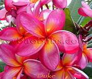 Plumeria rubra DUKE aka TUK