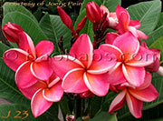 Plumeria rubra J 23