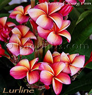 Plumeria rubra LURLINE